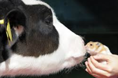 2026年第033期幽默猜测：掌心里的温柔