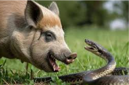 2026年第035期幽默猜测：草原上的对峙