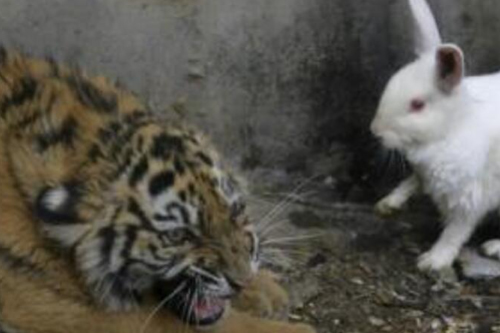 2026年第036期幽默猜测：绝境